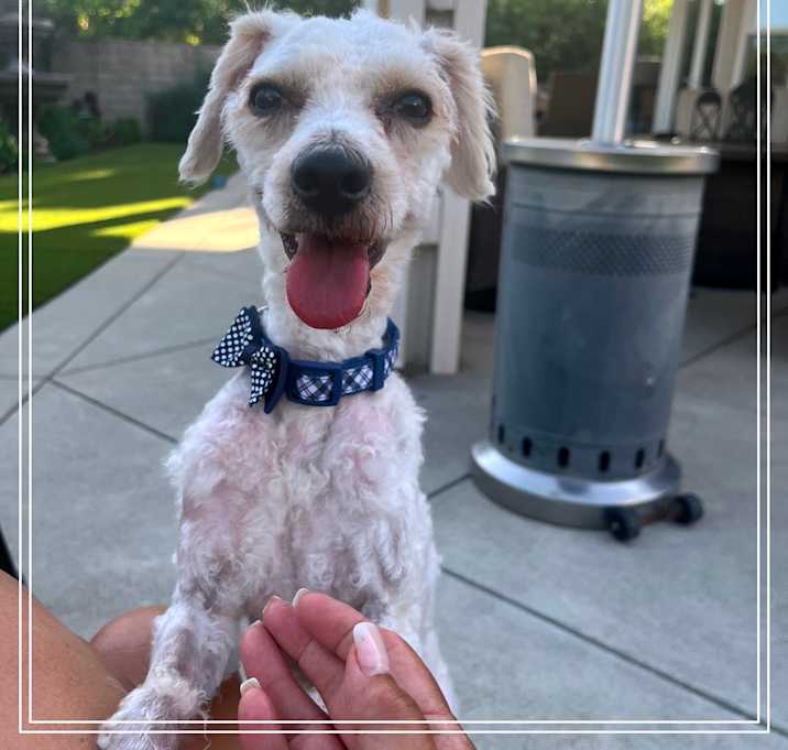 Photo of Teddy