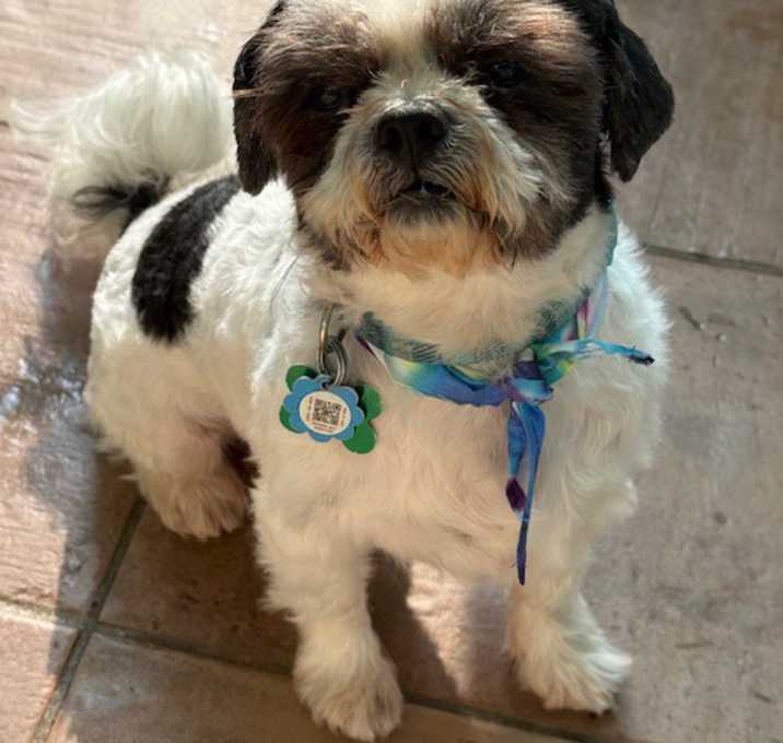 Photo of Chico