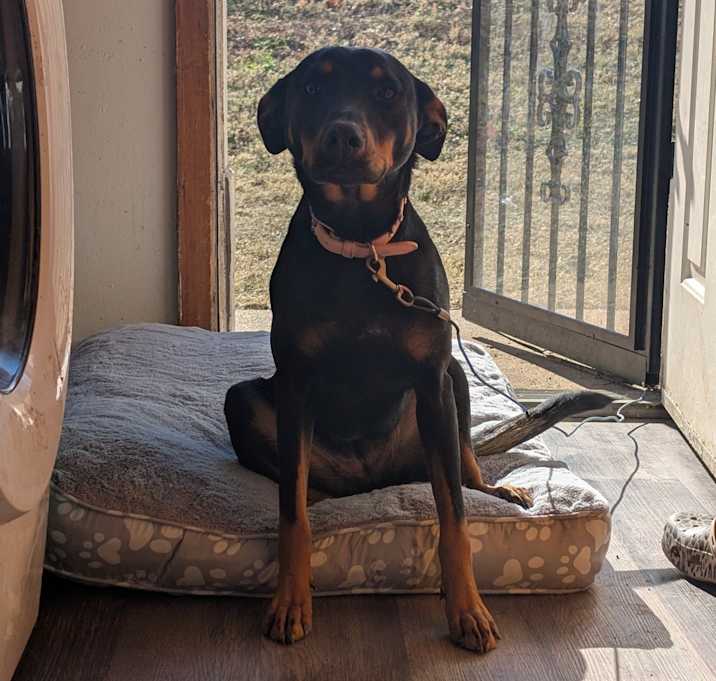 Photo of Pepper Ann