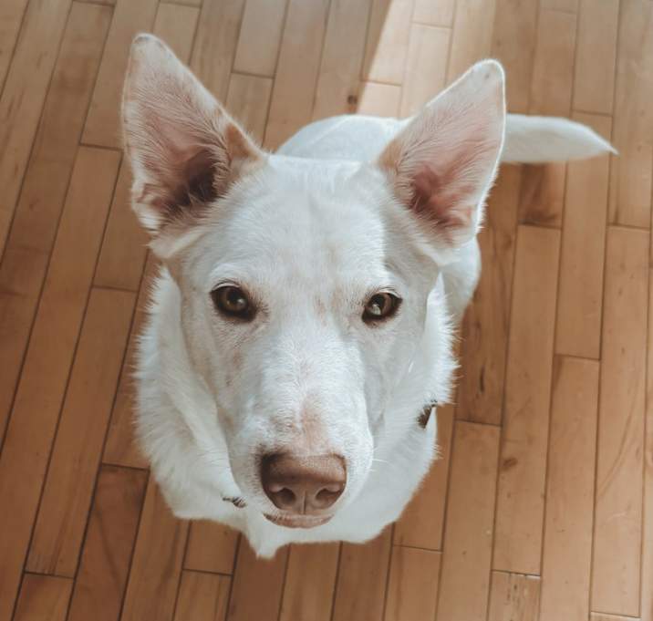 Photo of Koda