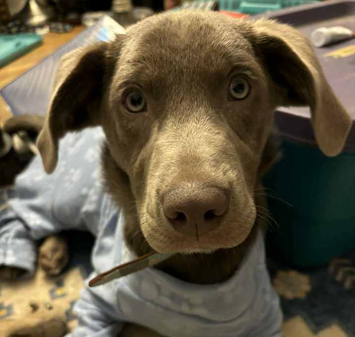 Photo of Sully