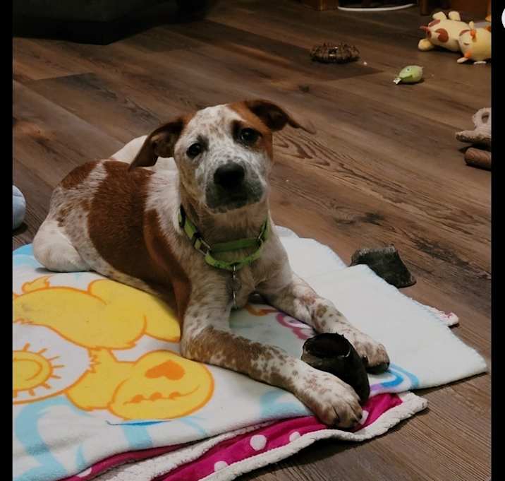 Photo of Juno
