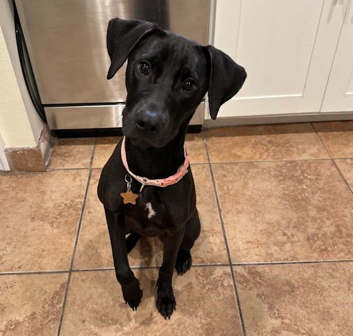 Photo of Rose