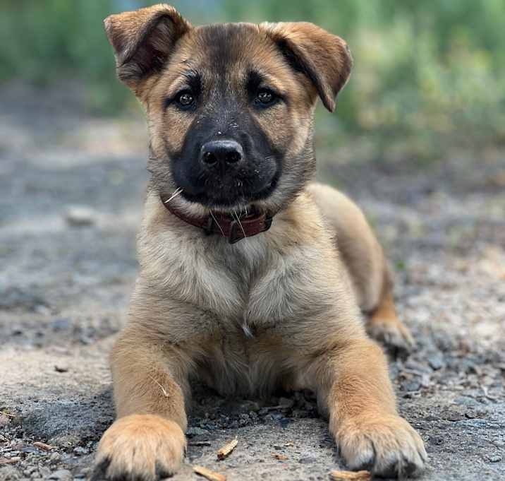 Photo of Devon Scout-Hale