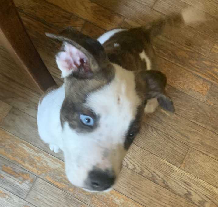 Photo of Blue