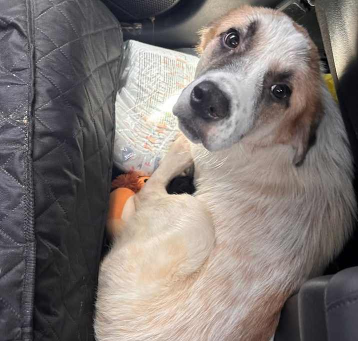 Photo of Betty
