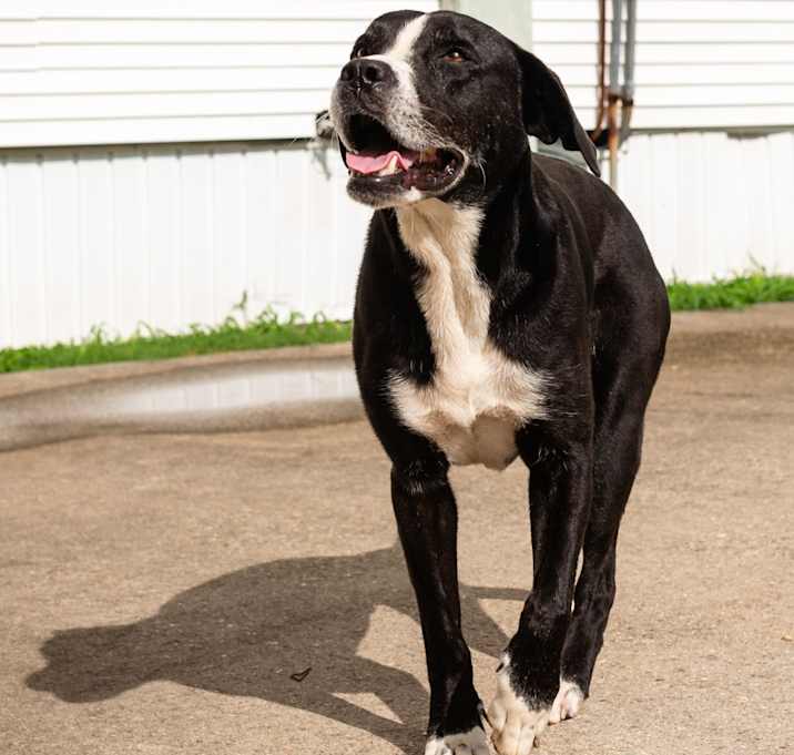 Photo of Rocky