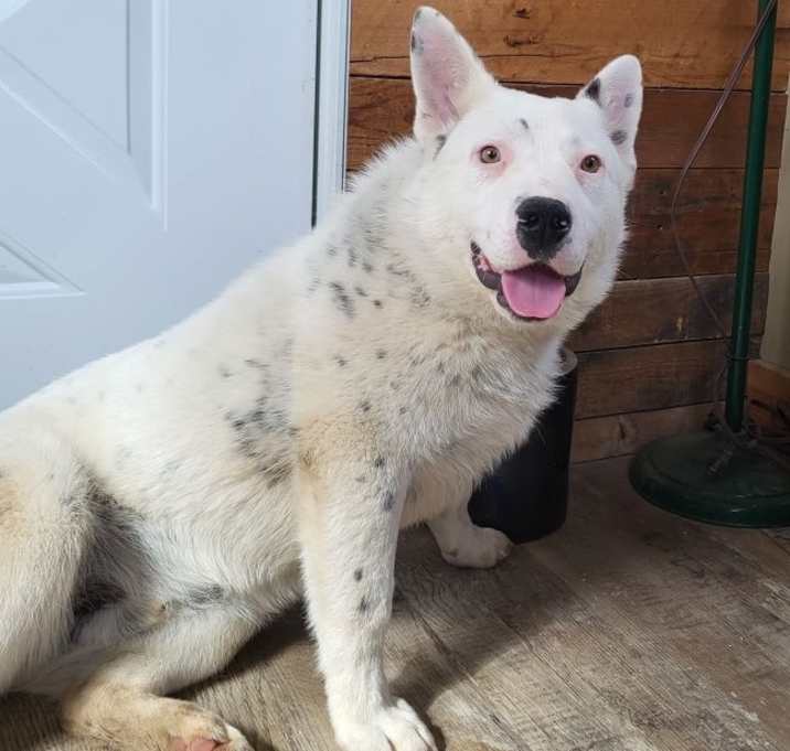Photo of Toby