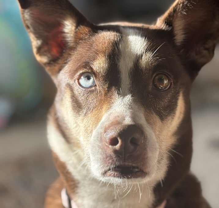 Photo of Lola