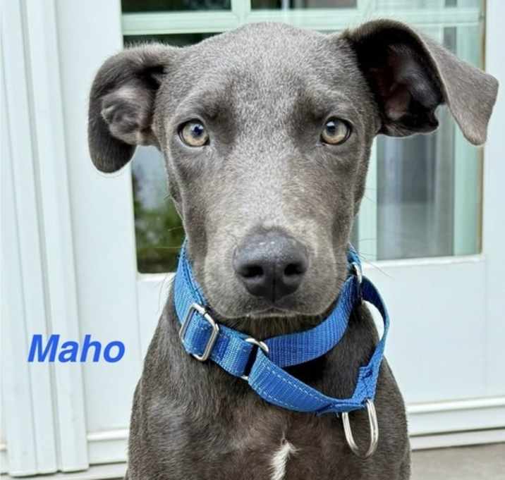 Photo of Maho
