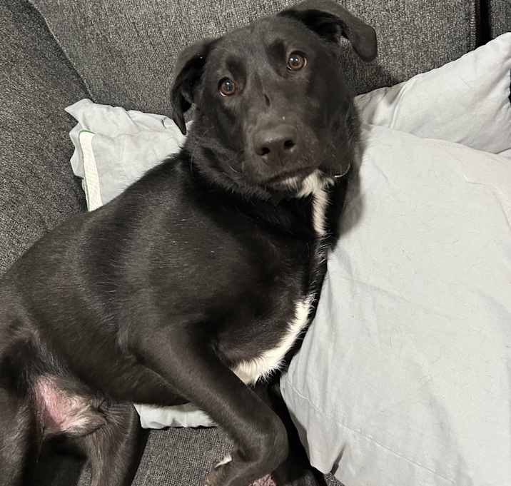 Photo of Pickles