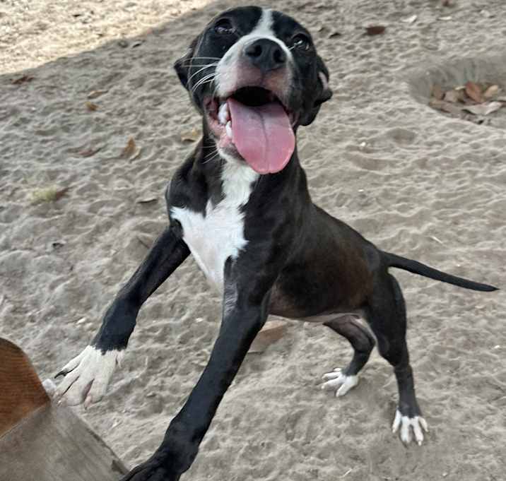 Photo of Wonton [Foster Home]