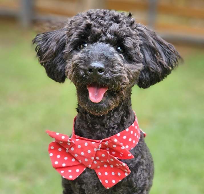 Photo of Cosmo