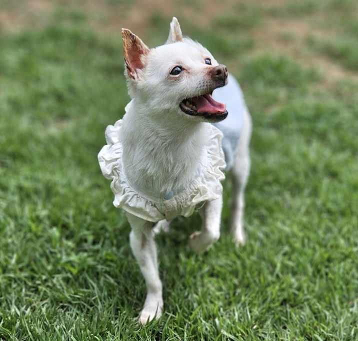 Photo of Petite