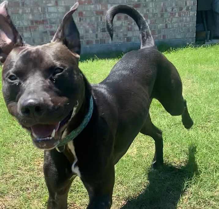 Photo of Enzo