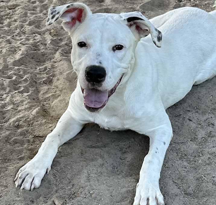 Photo of Perdita