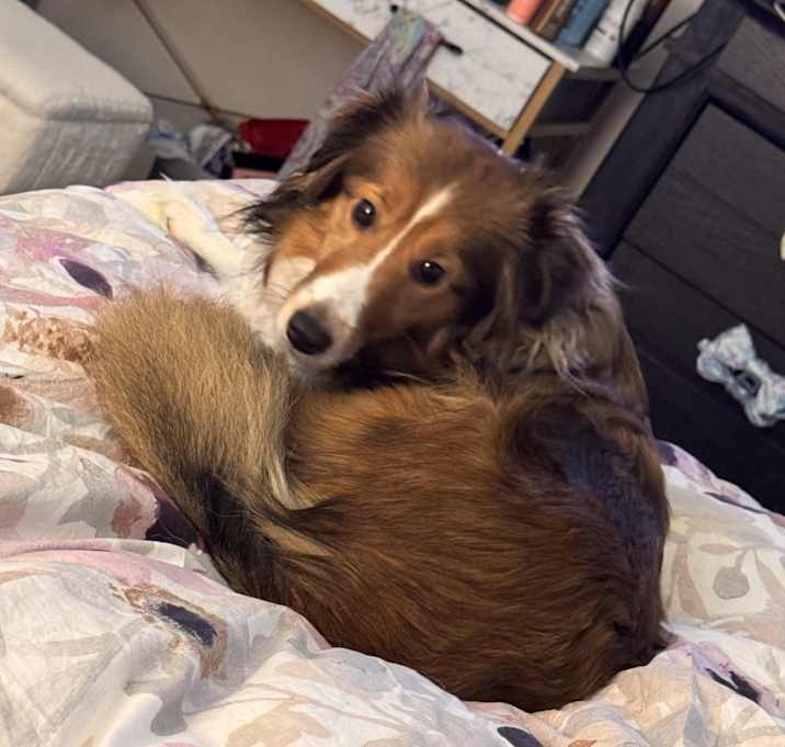 Photo of Harley