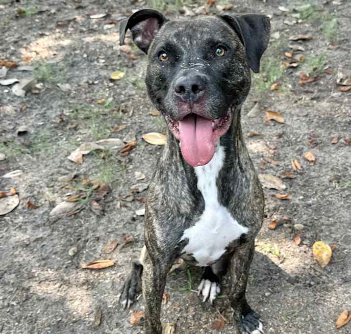Photo of Taz