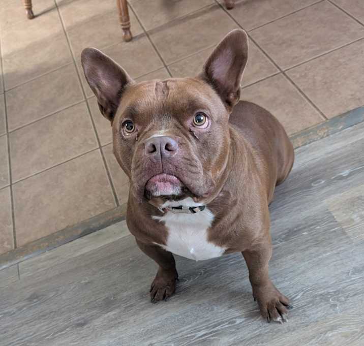 Photo of Goblin