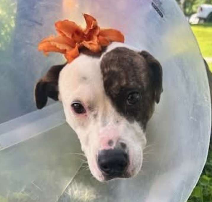Photo of Olaf URGENT SWEET BOY!