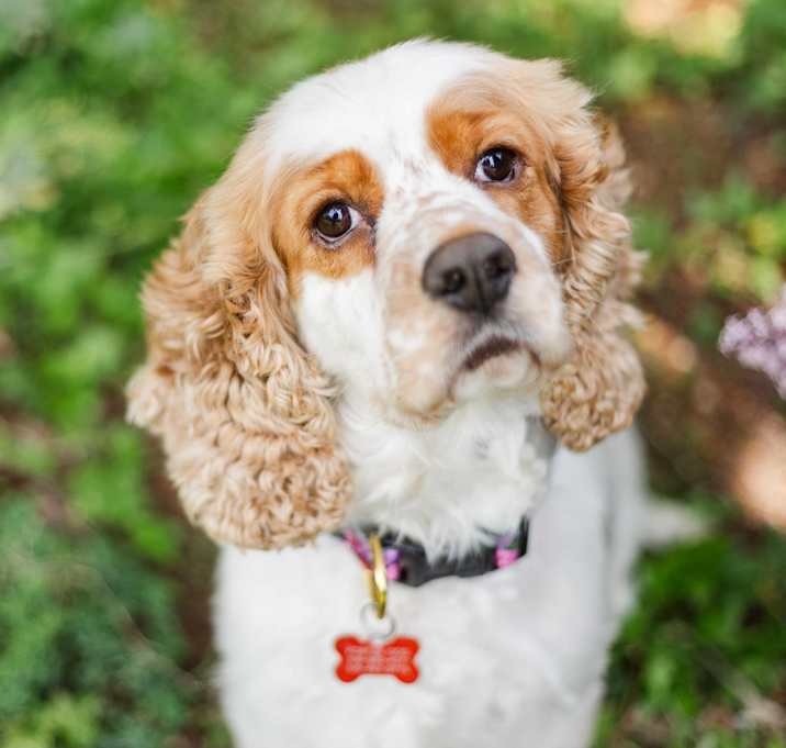 Photo of Cadence