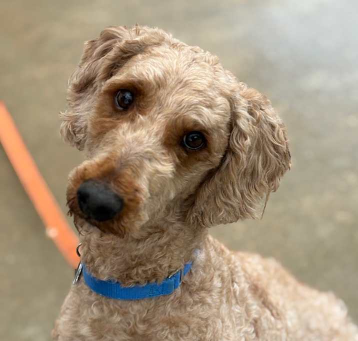 Photo of Simba 