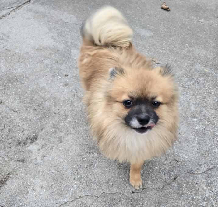 Photo of Ollie