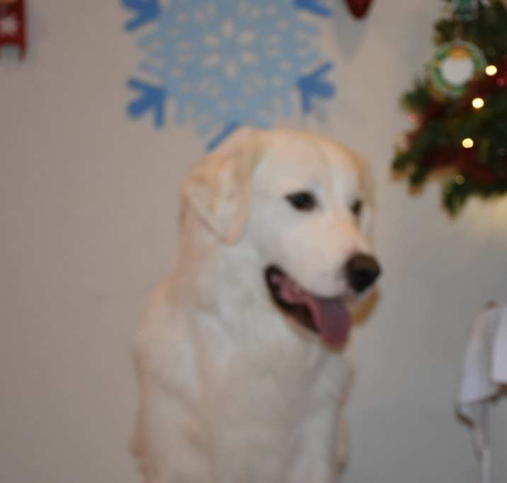 Photo of Bear