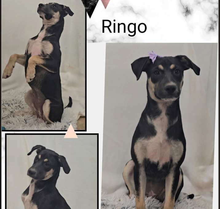 Photo of Ringo