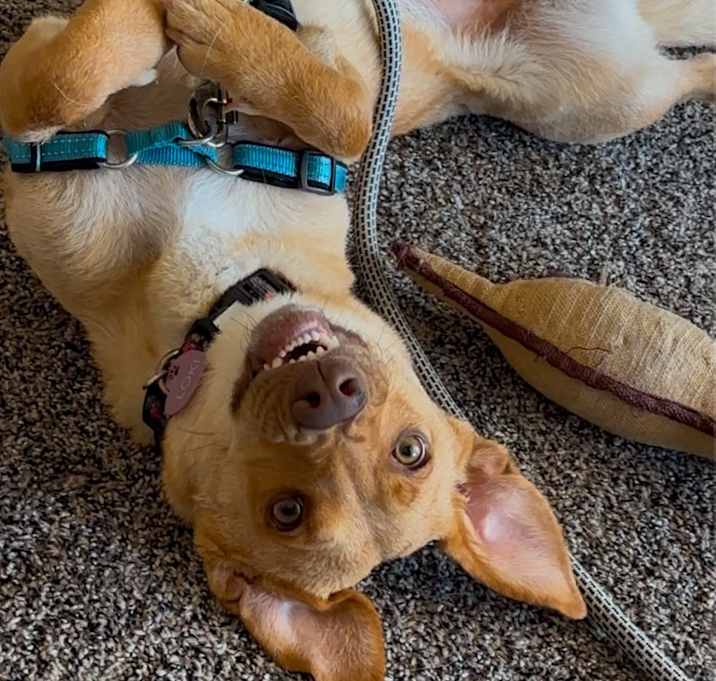 Photo of Loki