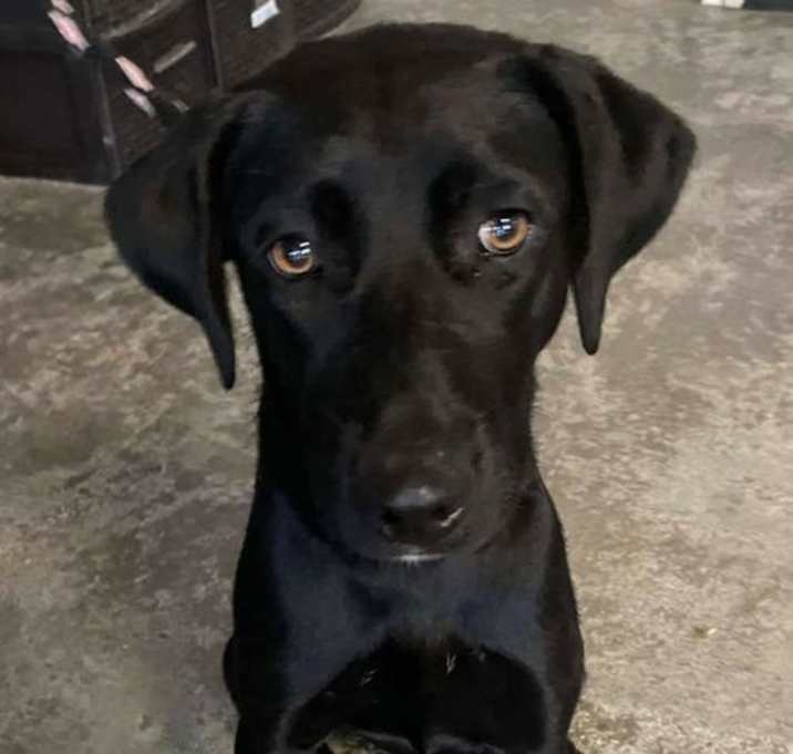 Photo of Found stray: Olive