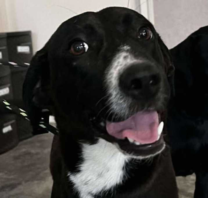 Photo of Found stray: Popeye
