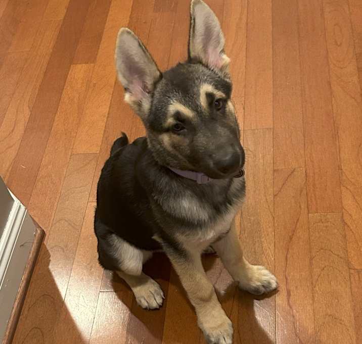 Photo of Phoebe