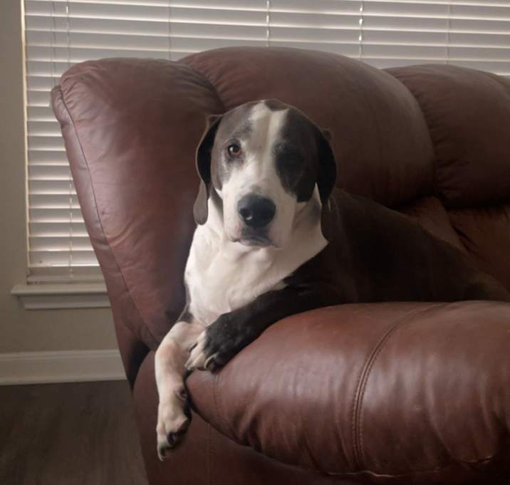 Photo of Indi
