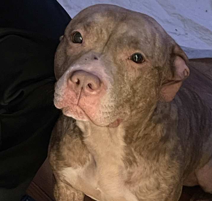Photo of Lyla