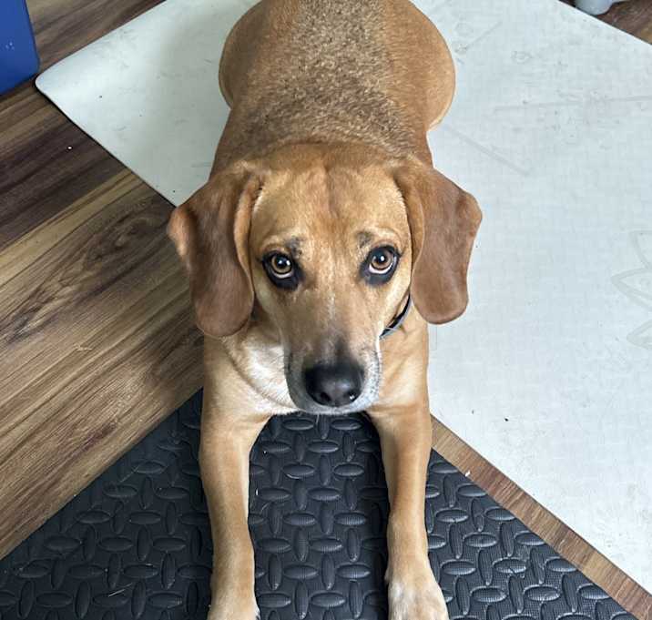 Photo of Wooki