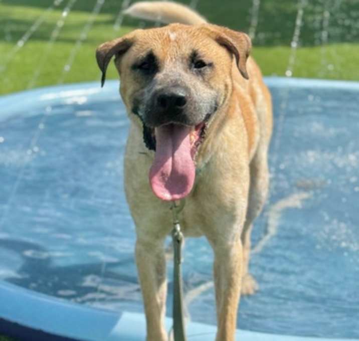 Photo of BUDDY