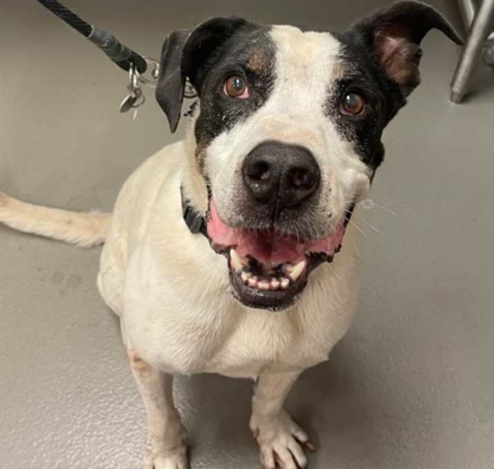 Photo of Scooter