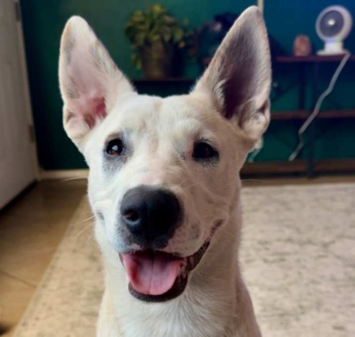 Photo of Bolt