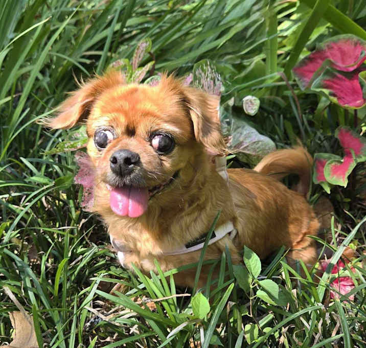 Photo of Archie