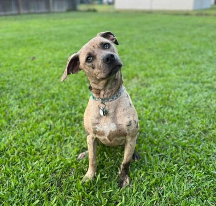 Photo of Pickle