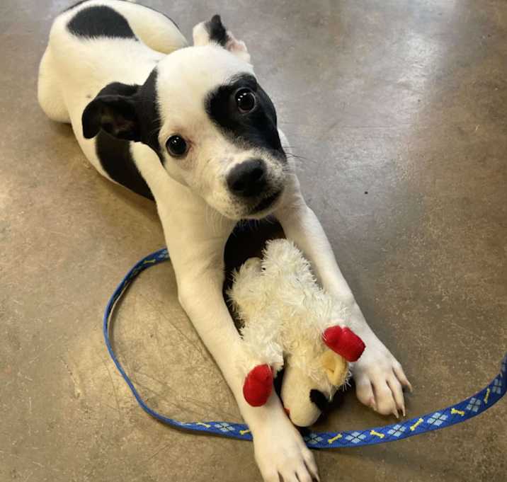 Photo of Roco