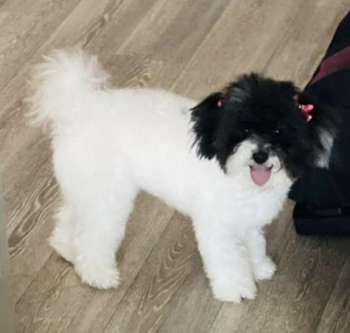 Photo of Cookie