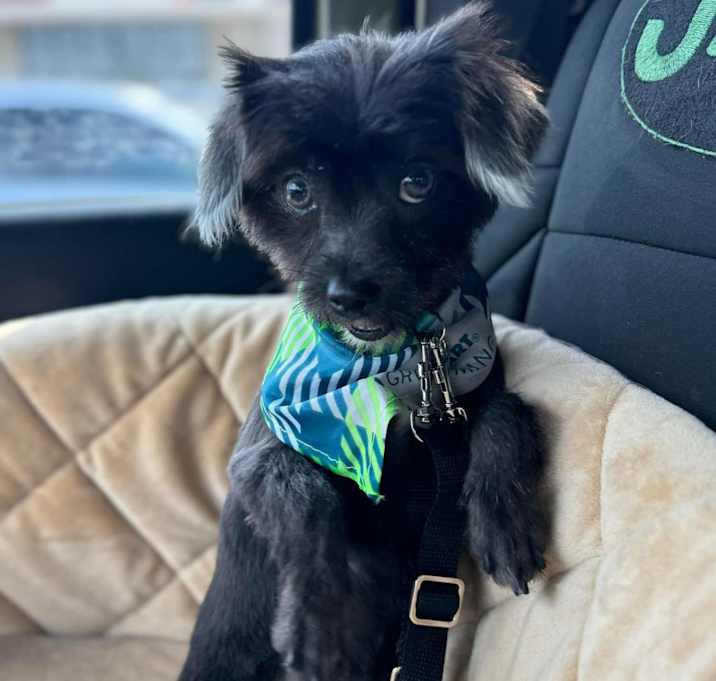 Photo of Tater Tot (Dallas)