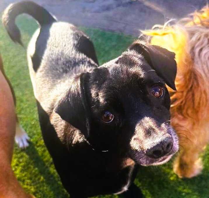 Photo of Gidget
