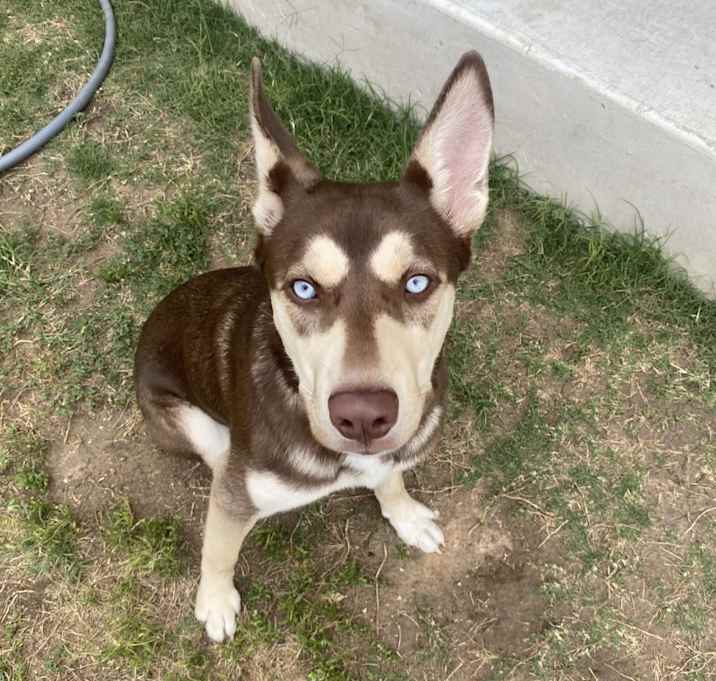 Photo of Cinnamon