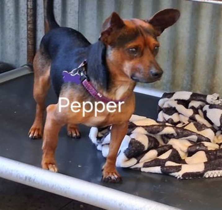 Photo of Pepper