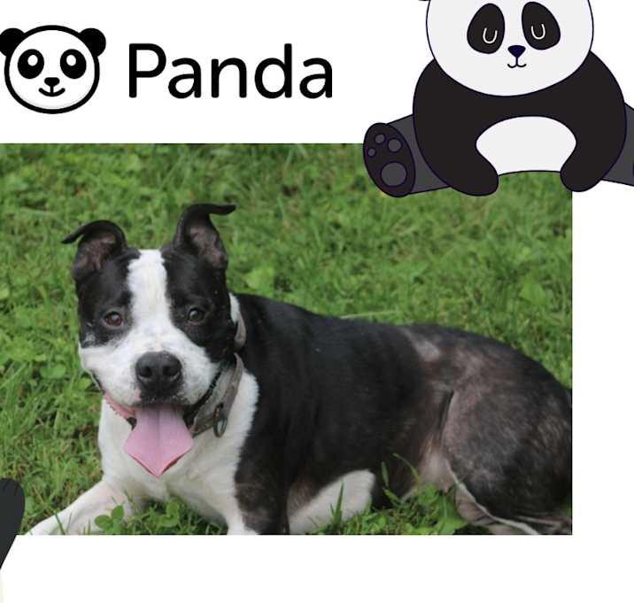 Photo of Panda