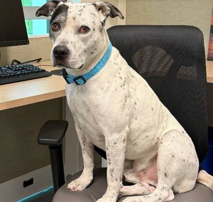 Photo of BUDDY
