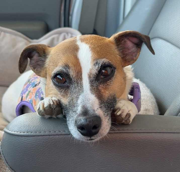 Photo of Lucy in Austin
